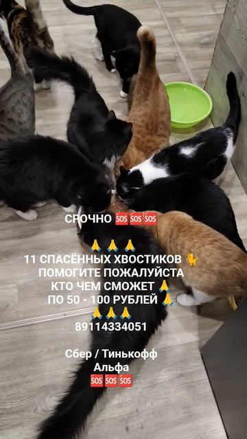 МЫ ХОТИМ ЖИТЬ 😿🙏🆘🆘🆘🆘🆘🆘🆘