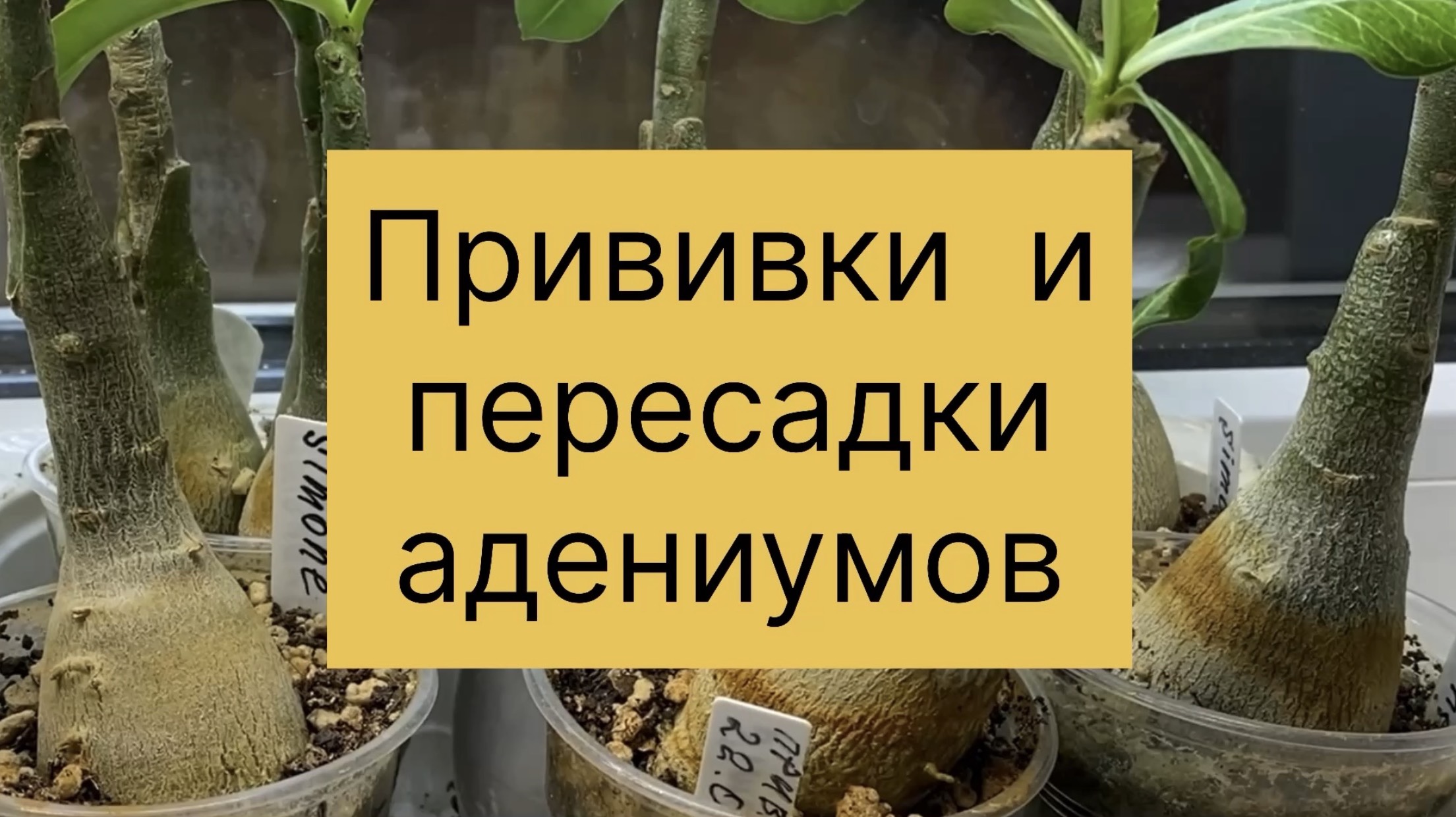 Показываю удачные и неудачные прививки молодых адениумов. Начинаю пересадки. 25 ноября 2025 г.