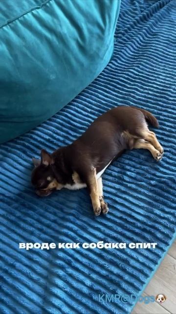 Даже во сне готов предоставить почесать😂