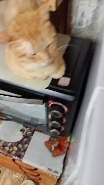 😺Котики😺