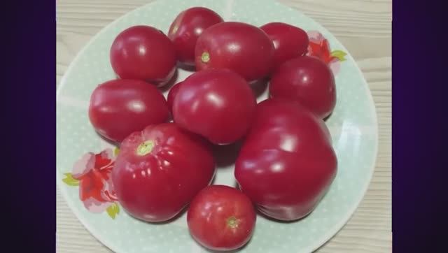 Каталог томатов - Новинок 2025 года. Часть 4. г. Киров. т. 89229284031