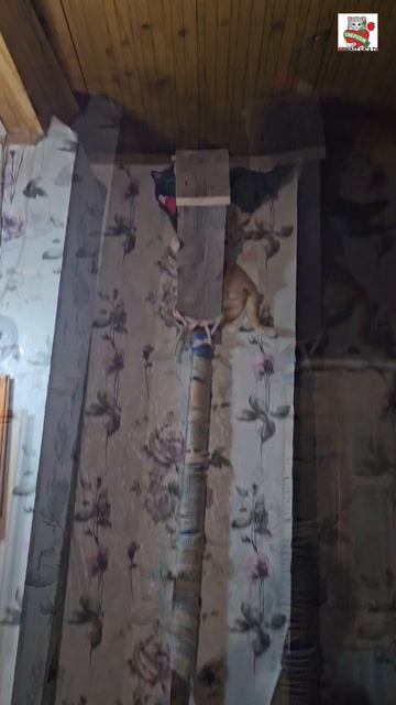 Пискунчик с маленьким Рыжулей-Прыжулей пришли устраиваться на работу в медиа агенство Могучего Друга