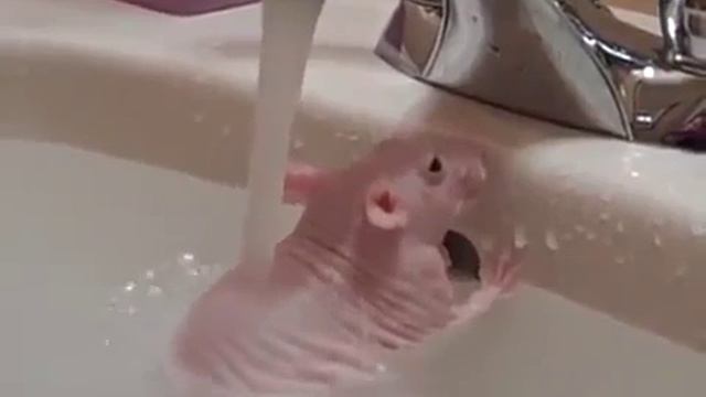 🤣 ...Водные процедуры... 🤣