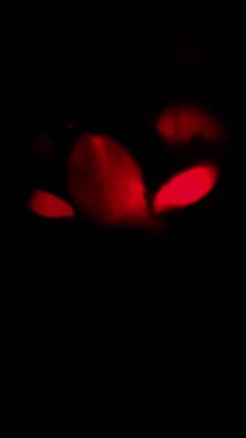 Демонический кот