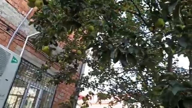 СБОРЩИК ЯБЛОК СМОМУ СМОНТИРОВАТЬ