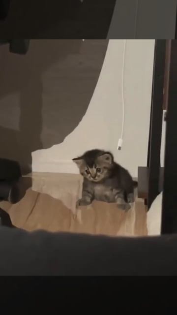 Моё состояние по утрам🤣