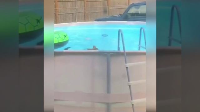 Полкан опробовал бассейн вперед хозяев