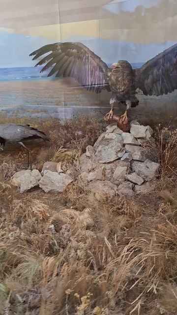 Как выглядит Степь?❤️🔥Краеведеский Музей, Камышин #музей #степь #география #краеведение #природа