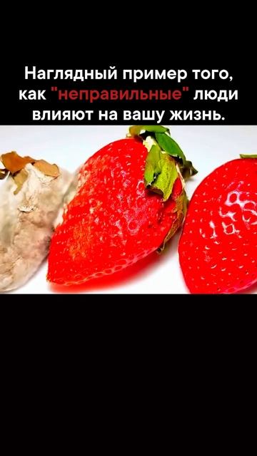 Токсичность не всегда громкая — иногда она тихо разрастается, как плесень.