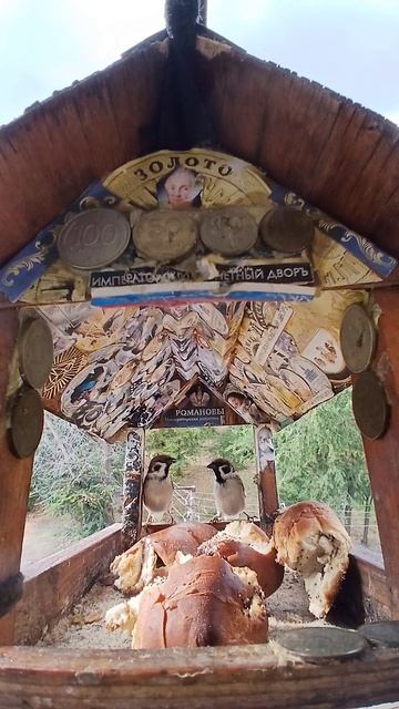 1000001975.mp4Жизнь кормушки.25.11.2025г.