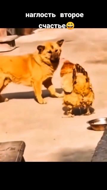 Наглая курица 🐔