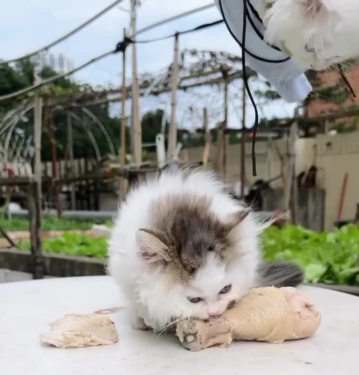 #фанфакты #видеоржач #котейки #юмор #шутки #смешныеанекдоты #юмор2025 #видеоблоггер