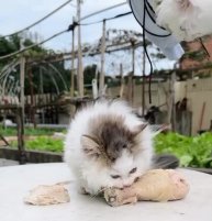 #фанфакты #видеоржач #котейки #юмор #шутки #смешныеанекдоты #юмор2025 #видеоблоггер