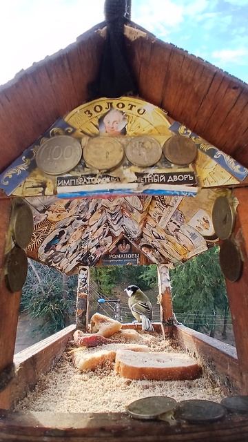 1000001734.mp4Кормушка.25.11.2025г.