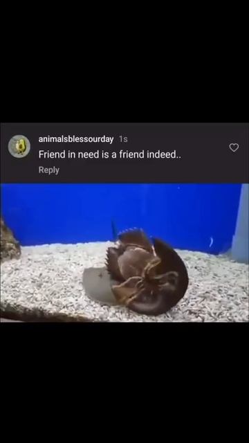 Bот для чего нужны дpузья