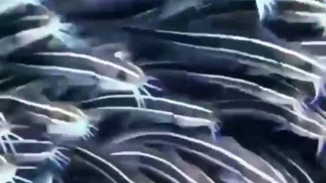 🐟 Это стая сомов.  ✨💫✴️☺️😉🧐