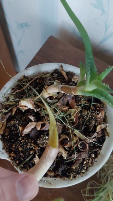 ЦВЕТОК АЛОЭ ПОТЕРПЕЛ ИЗМЕНЕНИЯ / VLOG / 25. 11. 2025