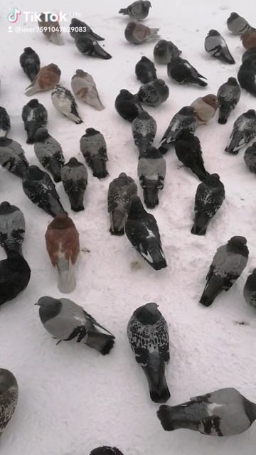 53125049-9b86-44a7-a8ac-3ad3c64e546d-watermark.mp4 Елена Дружиненко Воркута