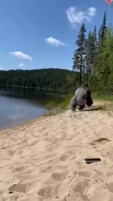 Горилла утащила девушку [ai монтаж]