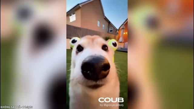 20 МИНУТ ПРИКОЛОВ ЛУЧШИЕ ПРИКОЛЫ НОЯБРЬ 2025