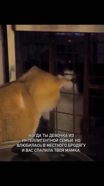 #жиза #отношения