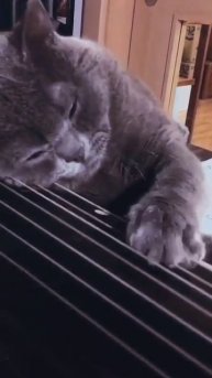 Котик играет на балалайке 1000168486.mp4