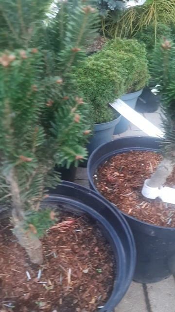 ❤🌲Пихта белая европейская Пирамидалис
✔Продажа растений в телеграм канале:
https://t.me/love_is_hvoi