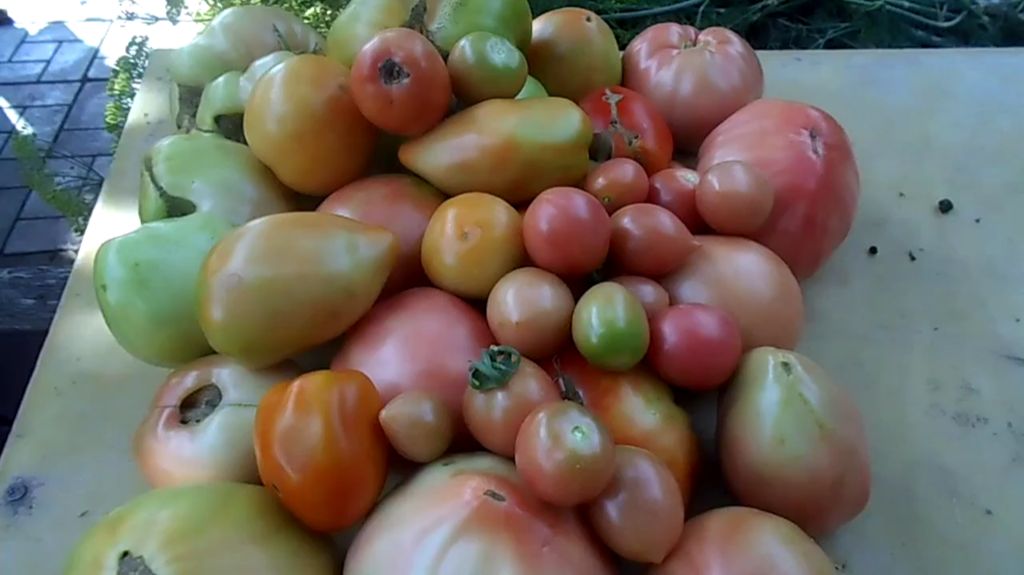 ТОМАТЫ ДЛЯ ПОСАДКИ В 2026г