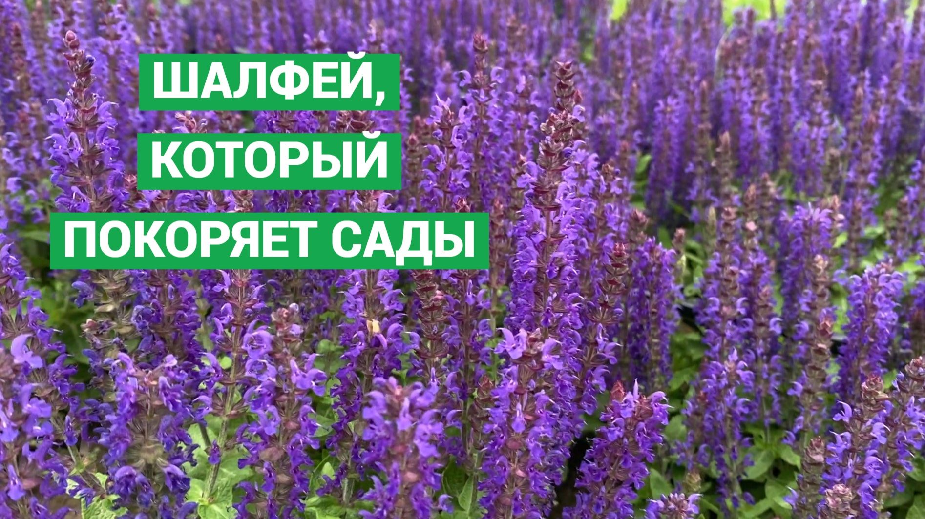 Самые эффектные сорта шалфея для яркого сада