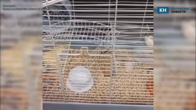 В Калуге школьник спас выброшенных на мусорку хомяков