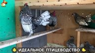 Идеальное птицеводство достойно восхищения 🐓🦆🦢🦚🦃🐔 эпизод (409)