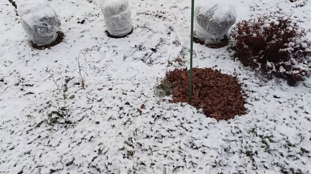 Теплая осень без осадков может  неблагоприятно повлиять на зимовку растений.25.11.2025