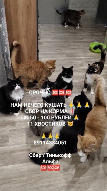 НАМ НЕЧЕГО КУШАТЬ 🙏🆘🆘🆘