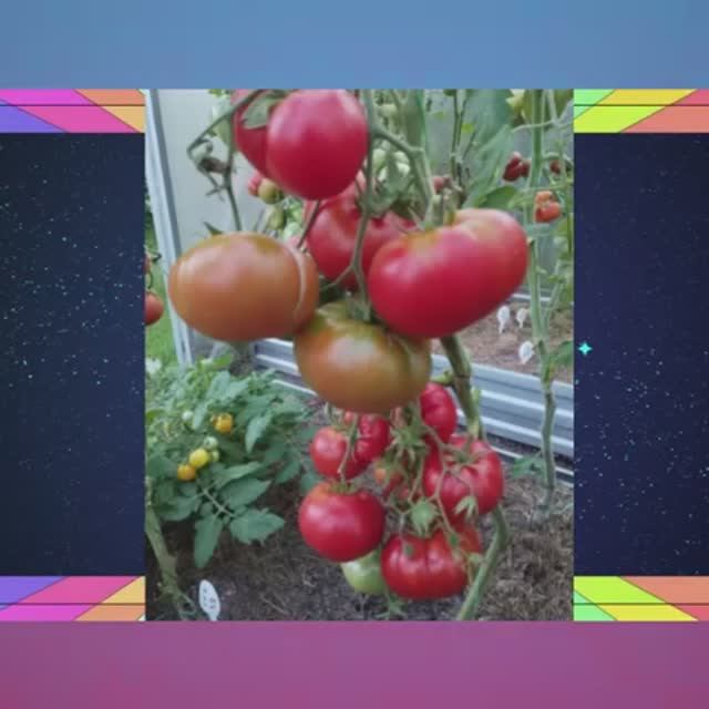 Томаты Польской селекции. Новинки 2025 года. Часть 1 .  т. 89229284031