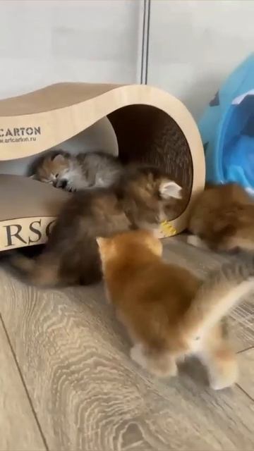 Котята не скучают 🤩😻👍😉😘