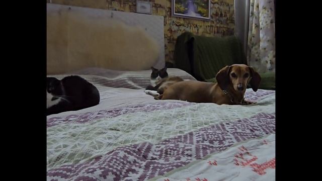 Салам алейкум.