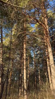 Как звучит утро в Кисловодском парке - слушаем, как завтракают белки и птицы