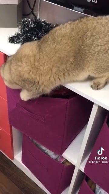 Упорный котик 😻😘🥰🤩😉