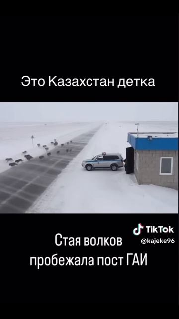 Стая волков на посту ГИБДД - 2025 год