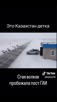 Стая волков на посту ГИБДД - 2025 год