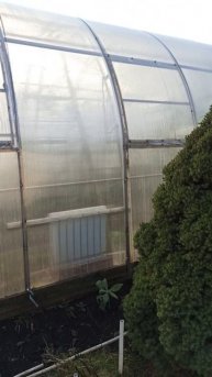 25 ноября #осень #урожай #теплица #уходзатеплицей