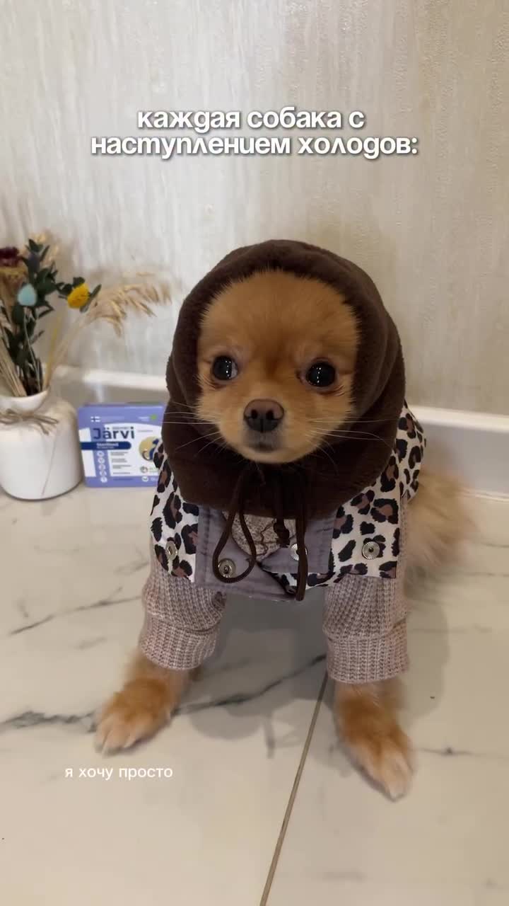 #видео #Милые #животные