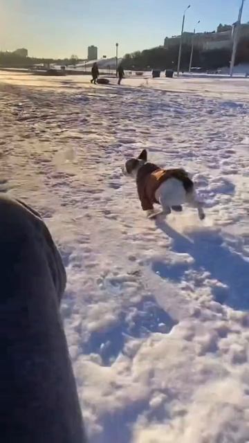 Давай давай, погнали погнали 🐕