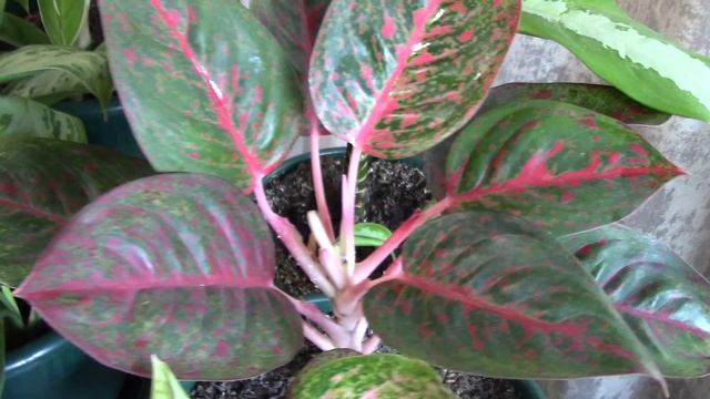 Любимые комнатные растения.