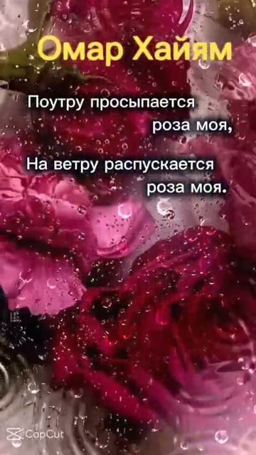 Омар Хайям "Поутру просыпается роза моя" #поэзия #музыка