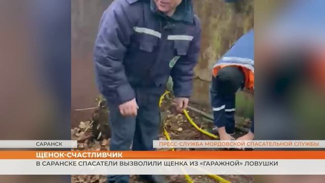 Спасатели из Саранска освободили щенка из «гаражного» плена