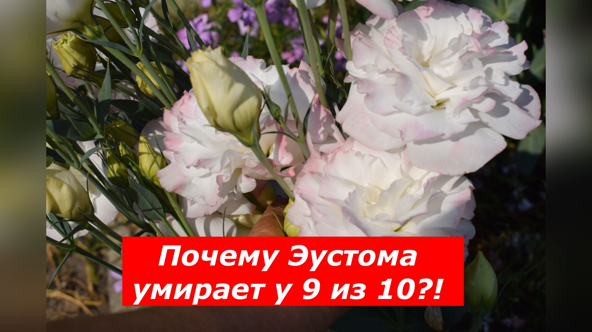 Эустома. Главные ошибки при выращивании.