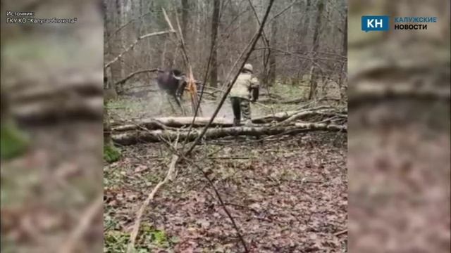 В Калужской области спасли лося, запутавшегося в проволоке