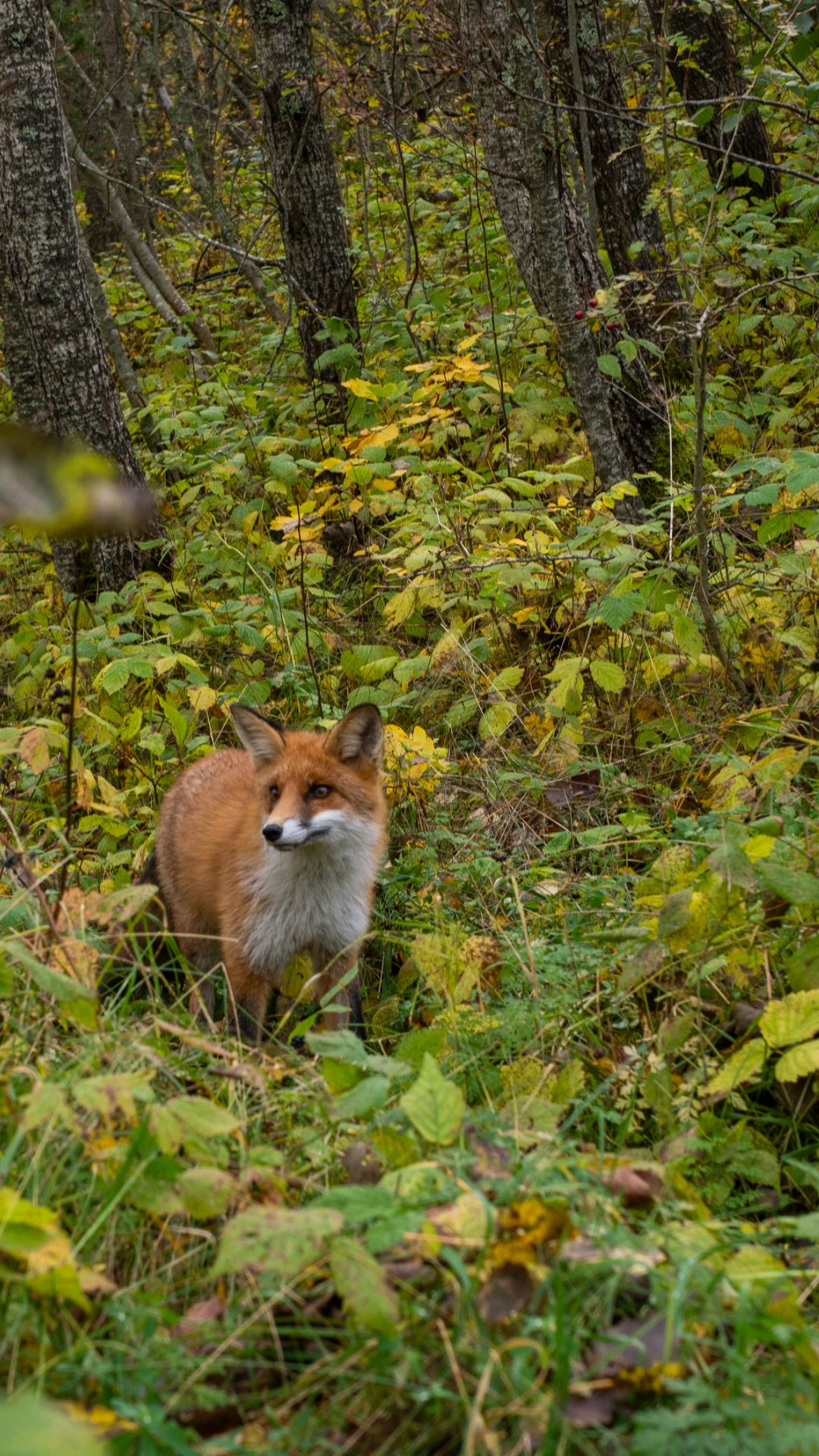 Лисичка на Куршской косе #природавкалининграде #куршскаякоса #путешествиепороссии