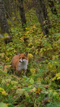 Лисичка на Куршской косе #природавкалининграде #куршскаякоса #путешествиепороссии